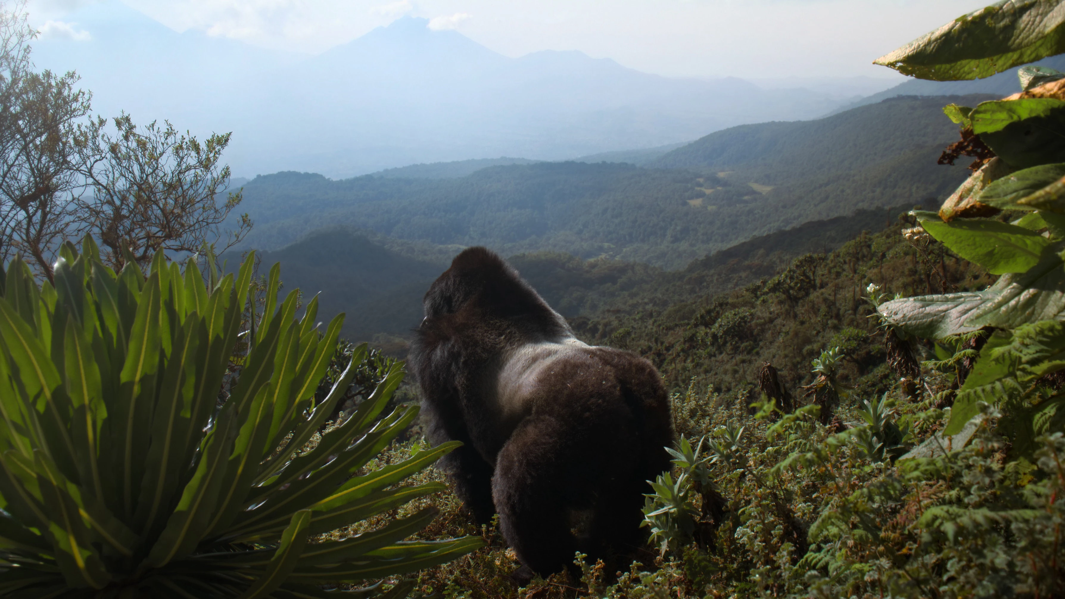Phim Hành Trình Của Khỉ Đột – Qua Giọng Kể David Attenborough - A Gorilla Story: Told by David Attenborough (2026)