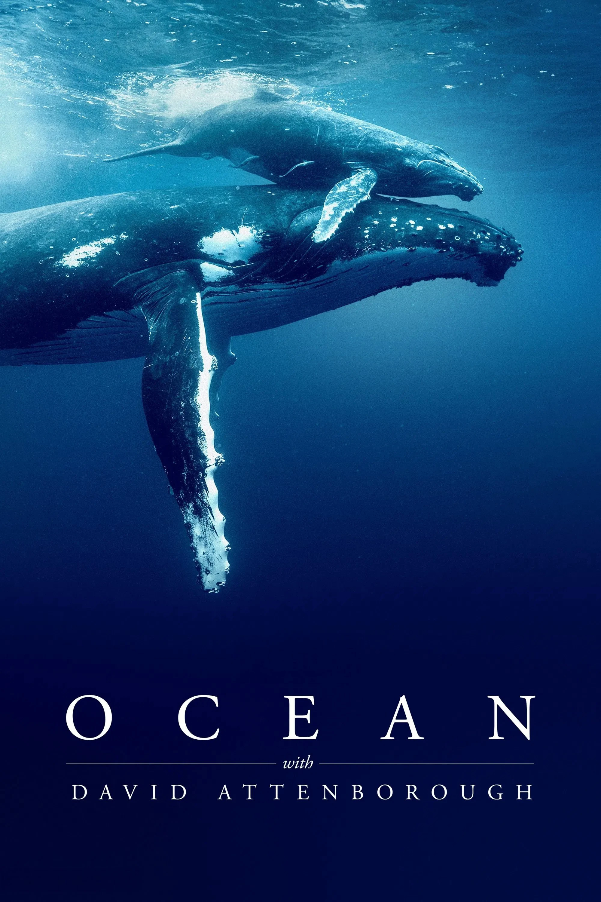 Phim Ocean with David Attenborough - Ocean with David Attenborough (2025)
