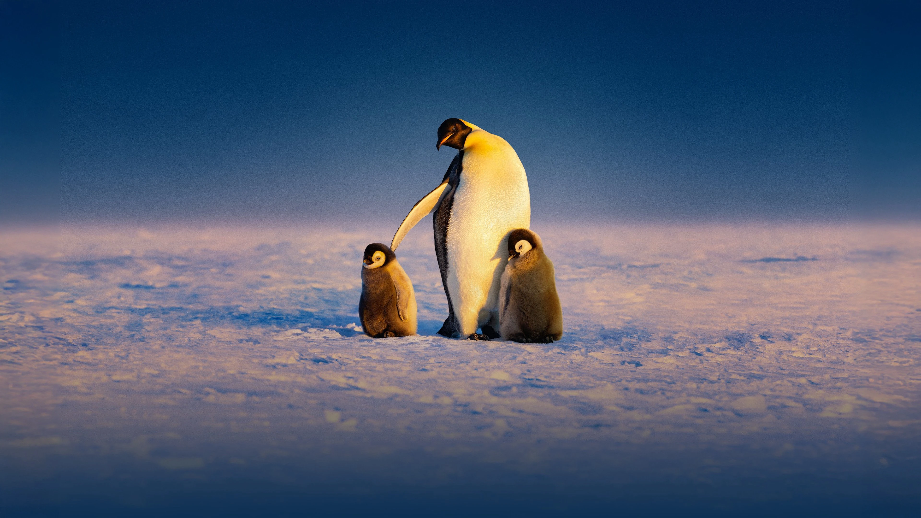 Phim Secrets of the Penguins - Secrets of the Penguins (2025)